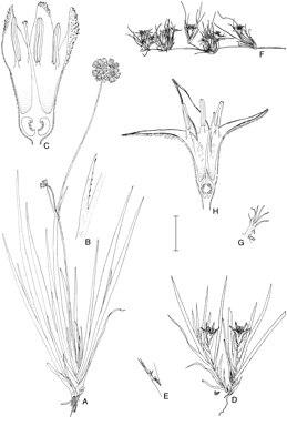 APII jpeg image of Conostylis robusta,<br/>Conostylis misera,<br/>Conostylis seorsiflora subsp. trichophylla,<br/>Conostylis seorsiflora subsp. seorsiflora  © contact APII