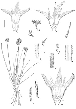 APII jpeg image of Conostylis caricina subsp. caricina,<br/>Conostylis deplexa,<br/>Conostylis canteriata,<br/>Conostylis teretiuscula  © contact APII