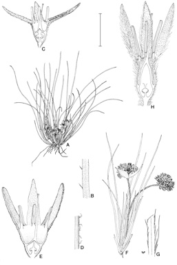 APII jpeg image of Conostylis wonganensis,<br/>Conostylis dielsii subsp. teres,<br/>Conostylis petrophiloides  © contact APII