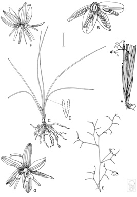 APII jpeg image of Dianella brevipedunculata,<br/>Dianella longifolia var. grandis,<br/>Dianella longifolia var. stenophylla  © contact APII