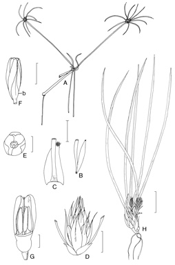 APII jpeg image of Hensmania chapmanii,<br/>Stawellia dimorphantha  © contact APII