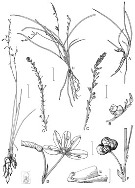 APII jpeg image of Caesia alpina,<br/>Caesia chlorantha,<br/>Caesia micrantha,<br/>Caesia setifera,<br/>Caesia parviflora var. minor,<br/>Caesia calliantha  © contact APII