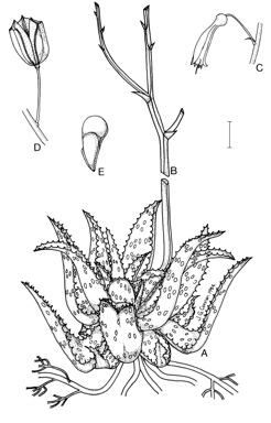 APII jpeg image of Aloe saponaria,<br/>Aloe parvibracteata  © contact APII