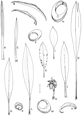 APII jpeg image of Cordyline stricta,<br/>Cordyline murchisoniae,<br/>Cordyline fruticosa,<br/>Cordyline petiolaris,<br/>Cordyline congesta,<br/>Cordyline rubra,<br/>Cordyline cannifolia,<br/>Cordyline manners-suttoniae  © contact APII