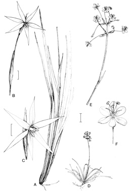 APII jpeg image of Isophysis tasmanica,<br/>Libertia pulchella  © contact APII