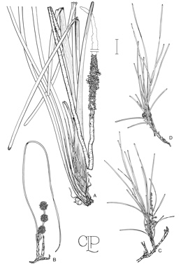 APII jpeg image of Lomandra hastilis,<br/>Lomandra juncea,<br/>Lomandra glauca  © contact APII