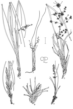 APII jpeg image of Lomandra cylindrica,<br/>Lomandra rigida,<br/>Lomandra sororia,<br/>Lomandra sonderi,<br/>Lomandra multiflora subsp. multiflora,<br/>Lomandra odora  © contact APII