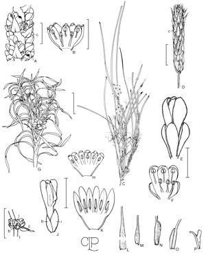 APII jpeg image of Lomandra hastilis,<br/>Lomandra juncea,<br/>Lomandra glauca,<br/>Lomandra nana,<br/>Lomandra obliqua,<br/>Lomandra tropica,<br/>Lomandra leucocephala subsp. leucocephala,<br/>Lomandra leucocephala subsp. robusta,<br/>Lomandra mucronata,<br/>Lomandra collina,<br/>Lomandra suaveolens  © contact APII