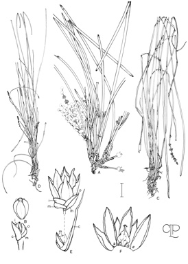APII jpeg image of Lomandra montana,<br/>Lomandra longifolia,<br/>Lomandra confertifolia subsp. leptostachya,<br/>Lomandra multiflora subsp. dura  © contact APII