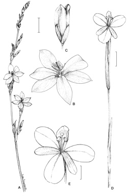APII jpeg image of Orthrosanthus polystachyus,<br/>Diplarrena moraea  © contact APII