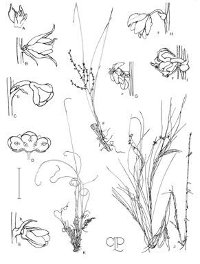 APII jpeg image of Lomandra micrantha subsp. tuberculata,<br/>Lomandra fibrata,<br/>Lomandra micrantha subsp. micrantha,<br/>Lomandra brevis,<br/>Lomandra hermaphrodita,<br/>Lomandra pauciflora,<br/>Lomandra densiflora,<br/>Lomandra filiformis subsp. filiformis,<br/>Lomandra cylindrica  © contact APII