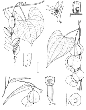 APII jpeg image of Dioscorea bulbifera,<br/>Dioscorea transversa,<br/>Dioscorea hastifolia  © contact APII
