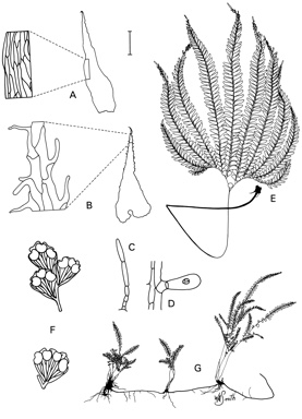 APII jpeg image of Adiantum hispidulum var. hypoglaucum,<br/>Adiantum hispidulum var. minus,<br/>Adiantum aethiopicum  © contact APII