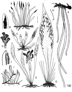 APII jpeg image of Antrophyum austroqueenslandicum,<br/>Monogramma dareicarpa,<br/>Monogramma acrocarpa,<br/>Antrophyum jagoanum,<br/>Antrophyum callifolium,<br/>Vittaria elongata  © contact APII