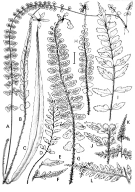 APII jpeg image of Asplenium bulbiferum subsp. gracillimum,<br/>Asplenium attenuatum var. indivisum,<br/>Asplenium carnarvonense,<br/>Asplenium athertonense,<br/>Asplenium attenuatum var. attenuatum,<br/>Asplenium bicentenniale,<br/>Asplenium paleaceum,<br/>Asplenium flabellifolium,<br/>Asplenium baileyanum,<br/>Asplenium capitisyork  © contact APII