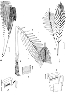 APII jpeg image of Blechnum indicum,<br/>Blechnum nudum,<br/>Blechnum camfieldii  © contact APII