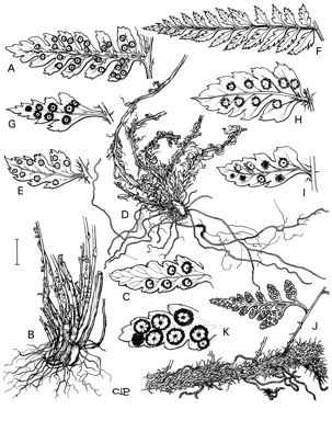 APII jpeg image of Polystichum fallax,<br/>Polystichum australiense,<br/>Dryopteris sparsa,<br/>Dryopteris hasseltii,<br/>Rumohra adiantiformis,<br/>Polystichum proliferum,<br/>Polystichum formosum  © contact APII