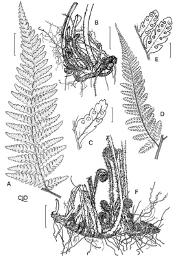 APII jpeg image of Lastreopsis tenera,<br/>Lastreopsis windsorensis  © contact APII