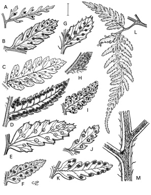 APII jpeg image of Lastreopsis acuminata,<br/>Lastreopsis grayi,<br/>Lastreopsis rufescens,<br/>Lastreopsis decomposita,<br/>Lastreopsis wurunuran,<br/>Lastreopsis smithiana,<br/>Lastreopsis silvestris,<br/>Lastreopsis walleri,<br/>Lastreopsis munita,<br/>Lastreopsis tinarooensis,<br/>Lastreopsis marginans  © contact APII