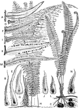 APII jpeg image of Nephrolepis acutifolia,<br/>Nephrolepis cordifolia,<br/>Nephrolepis obliterata,<br/>Nephrolepis biserrata,<br/>Nephrolepis hirsutula,<br/>Nephrolepis arida  © contact APII