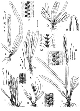 APII jpeg image of Scleroglossum wooroonooran,<br/>Grammitis wurunuran,<br/>Grammitis leonardii,<br/>Grammitis albosetosa,<br/>Grammitis reinwardtii,<br/>Grammitis queenslandica  © contact APII