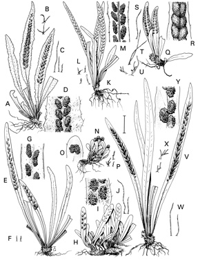 APII jpeg image of Grammitis poeppigiana,<br/>Grammitis gunnii,<br/>Grammitis stenophylla,<br/>Grammitis magellanica subsp. nothofageti,<br/>Grammitis billardierei,<br/>Grammitis pseudociliata,<br/>Grammitis garrettii  © contact APII