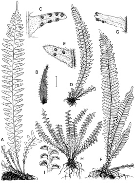 APII jpeg image of Prosaptia maidenii,<br/>Calymmodon luerssenianus,<br/>Prosaptia contigua,<br/>Prosaptia fuscopilosa  © contact APII