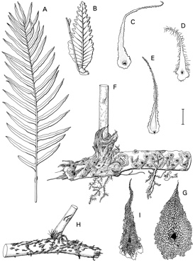 APII jpeg image of Drynaria rigidula,<br/>Microsorum scolopendria,<br/>Microsorum grossum,<br/>Drynaria sparsisora  © contact APII