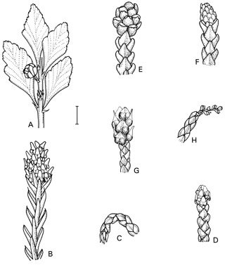 APII jpeg image of Lagarostrobos franklinii,<br/>Microstrobos niphophilus,<br/>Microcachrys tetragona,<br/>Phyllocladus aspleniifolius,<br/>Microstrobos fitzgeraldii  © contact APII