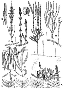 APII jpeg image of Lycopodium volubile,<br/>Lycopodium deuterodensum,<br/>Lycopodium fastigiatum,<br/>Lycopodium scariosum,<br/>Equisetum arvense  © contact APII