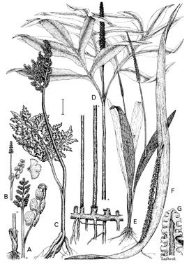 APII jpeg image of Botrychium lunaria,<br/>Helminthostachys zeylanica,<br/>Ophioglossum pendulum,<br/>Botrychium australe,<br/>Ophioglossum intermedium  © contact APII