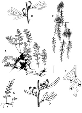 APII jpeg image of Hymenophyllum peltatum,<br/>Hymenophyllum rarum,<br/>Hymenophyllum cupressiforme  © contact APII