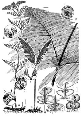 APII jpeg image of Gleichenia dicarpa,<br/>Gleichenia rupestris,<br/>Gleichenia mendellii,<br/>Diplopterygium longissimum,<br/>Gleichenia microphylla,<br/>Gleichenia abscida,<br/>Gleichenia alpina  © contact APII