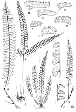 APII jpeg image of Lindsaea pulchella var. blanda,<br/>Lindsaea repens var. marquesensis,<br/>Lindsaea brachypoda,<br/>Lindsaea obtusa,<br/>Lindsaea repens var. sessilis,<br/>Lindsaea repens var. lingulata  © contact APII