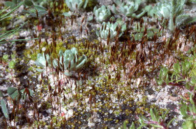 APII jpeg image of Tortula atrovirens  © contact APII