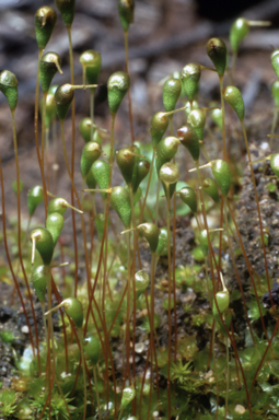 APII jpeg image of Funaria gracilis  © contact APII