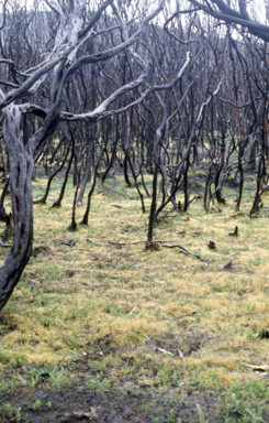 APII jpeg image of Funaria hygrometrica  © contact APII