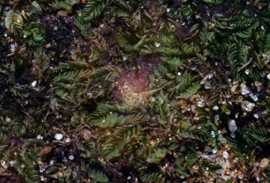 APII jpeg image of Lethocolea squamata  © contact APII