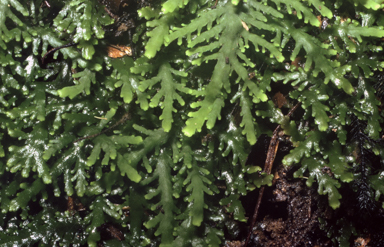 APII jpeg image of Riccarida bipinnatifida  © contact APII