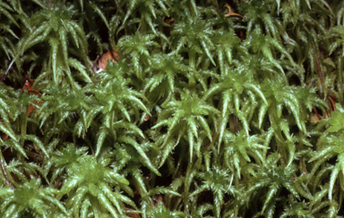 APII jpeg image of Sphagnum novo-zelandicum  © contact APII