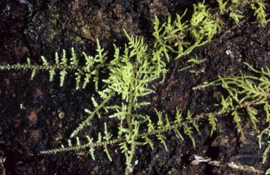 APII jpeg image of Thuidium sparsum  © contact APII