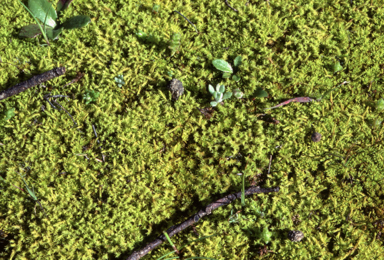 APII jpeg image of Triquetrella papillata  © contact APII