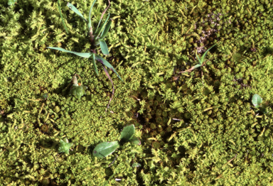 APII jpeg image of Barbula calycina  © contact APII