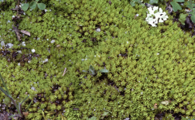 APII jpeg image of Barbula calycina  © contact APII