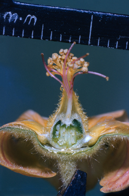 APII jpeg image of Abutilon  © contact APII