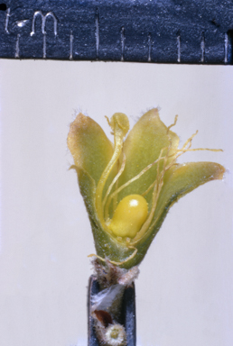 APII jpeg image of Stylobasium spathulatum  © contact APII