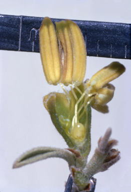 APII jpeg image of Stylobasium spathulatum  © contact APII