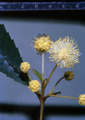 APII jpeg image of Callicoma serratifolia  © contact APII