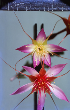 APII jpeg image of Calytrix  © contact APII