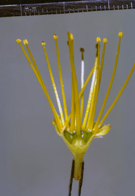 APII jpeg image of Xanthostemon  © contact APII